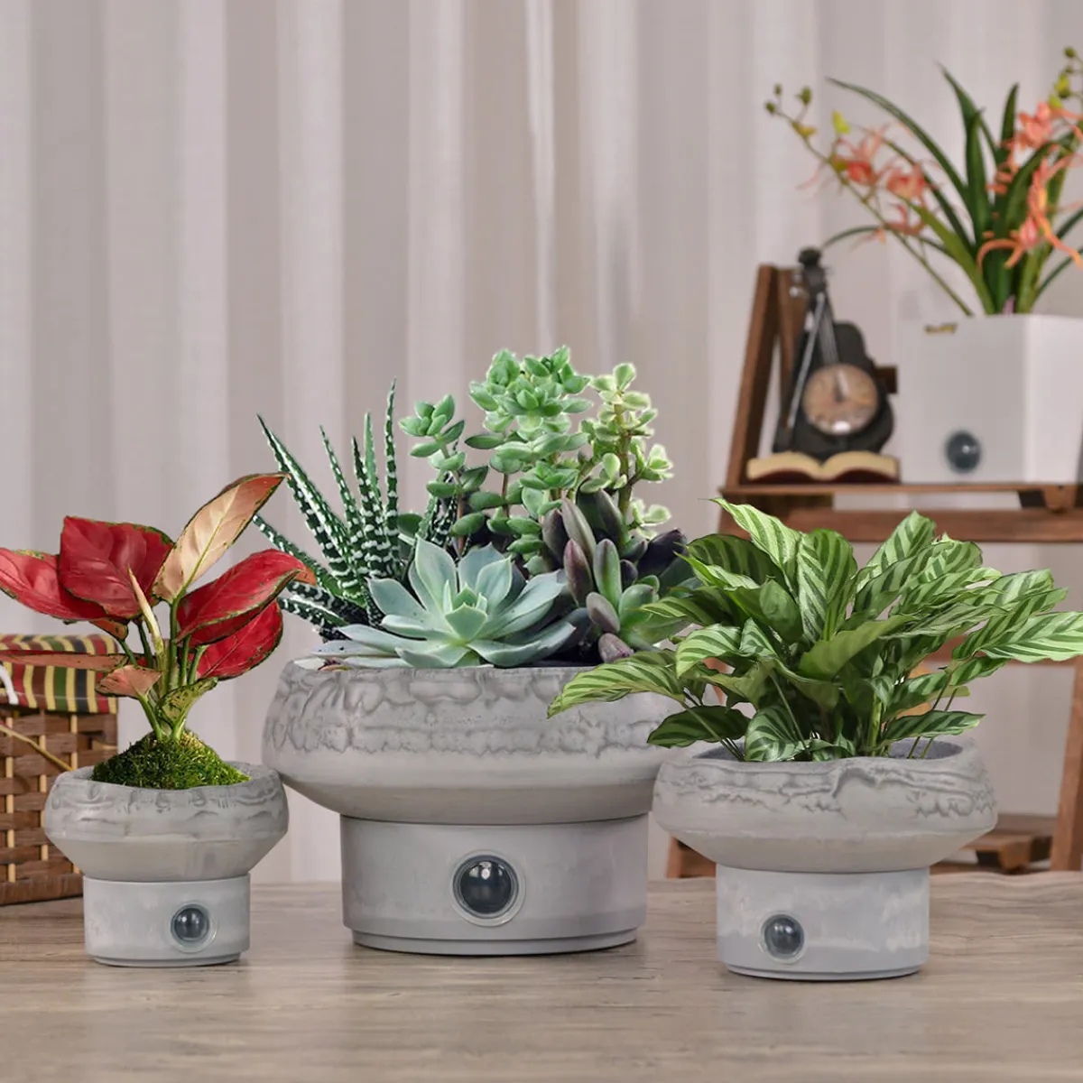 Bloomscape Self-Watering Rock Garden Pot System for Indoor Plants (Set of 3)