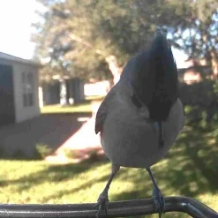 Sharper Image Video Camera Bird Feeder by